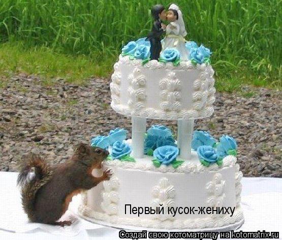 Котоматрица: Первый кусок-жениху