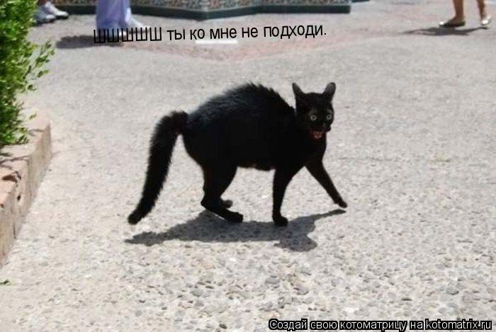 Котоматрица: ШШШШШ ты ко мне не подходи.