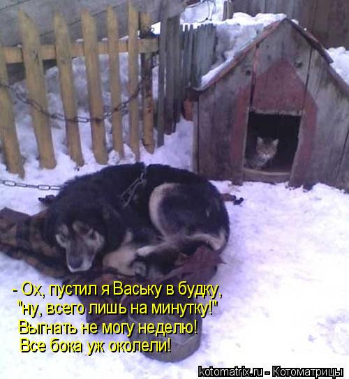 - Ох, пустил я Ваську в будку, "ну, всего лишь на минутку!" Выгнать не могу неделю! Все бока уж окол... Котоматрица: - Ох, пустил я Ваську в будку, "ну, всего лишь на минутку!" Выгнать не могу неделю! Все бока уж околели!