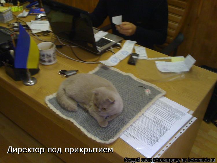 Котоматрица: Директор под прикрытием