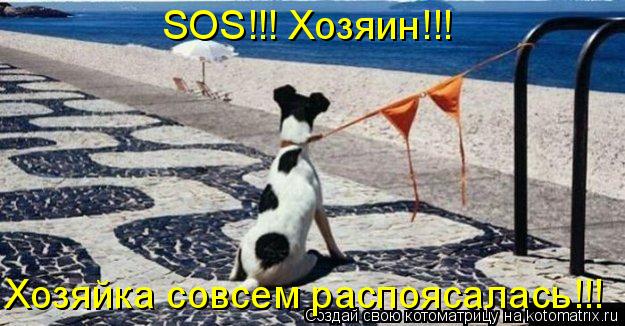 SOS!!! Хозяин!!! Хозяйка совсем распоясалась!!!... Котоматрица: SOS!!! Хозяин!!! Хозяйка совсем распоясалась!!!