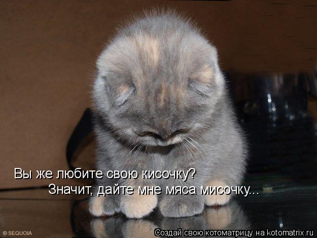Вы же любите свою кисочку? Значит, дайте мне мяса мисочку...... Котоматрица: Вы же любите свою кисочку? Значит, дайте мне мяса мисочку...