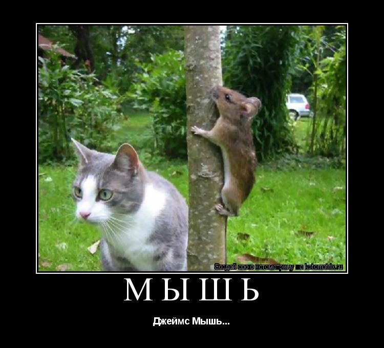 Котоматрица: Мышь Джеймс Мышь...