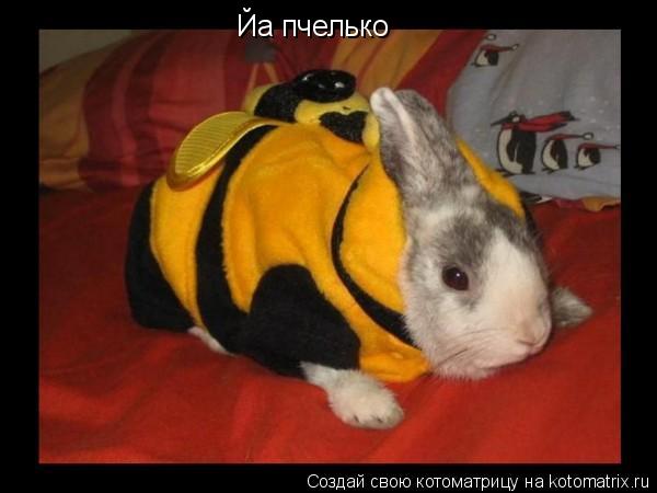 Котоматрица: Йа пчелько