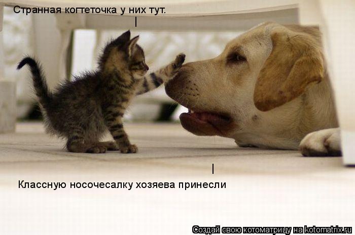 | Странная когтеточка у них тут. Классную носочесалку хозяева принесли |... Котоматрица: | Странная когтеточка у них тут. Классную носочесалку хозяева принесли |