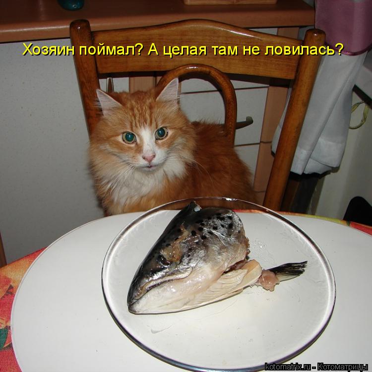 Хозяин поймал? А целая там не ловилась?... Котоматрица: Хозяин поймал? А целая там не ловилась?
