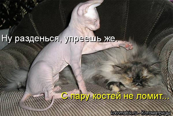Котоматрица: Ну разденься, упреешь же. С пару костей не ломит...