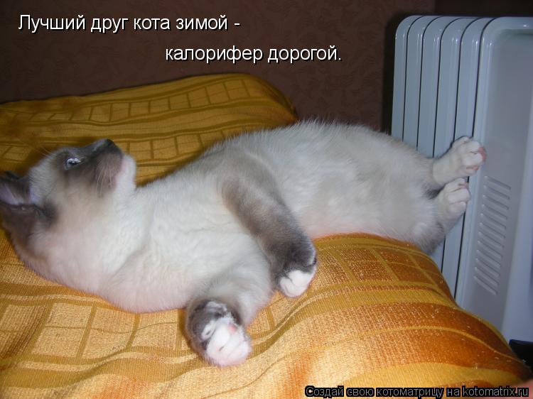 Котоматрица: Лучший друг кота зимой - калорифер дорогой.