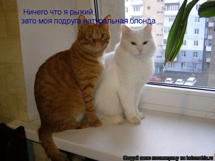 Котоматрица: Ничего что я рыжий, зато моя подруга натуральная блонда