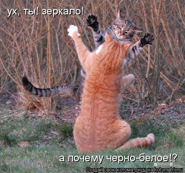 Котоматрица: ух, ты! зеркало! а почему черно-белое!?
