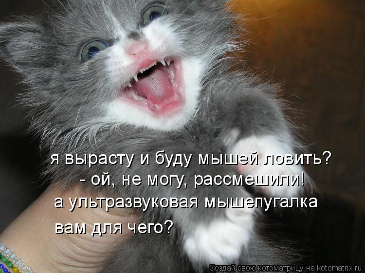 Котоматрица: я вырасту и буду мышей ловить?  - ой, не могу, рассмешили! a yльтразвуковая мышепугалка вам для чего?