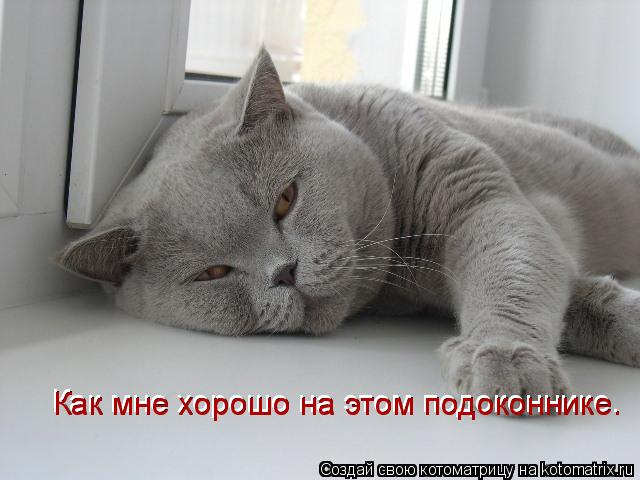Котоматрица: Как мне хорошо на этом подоконнике. Как мне хорошо на этом подоконнике.