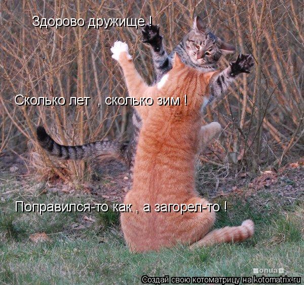 Котоматрица: Здорово дружище !   Сколько лет  , сколько зим !   Поправился-то как , а загорел-то !
