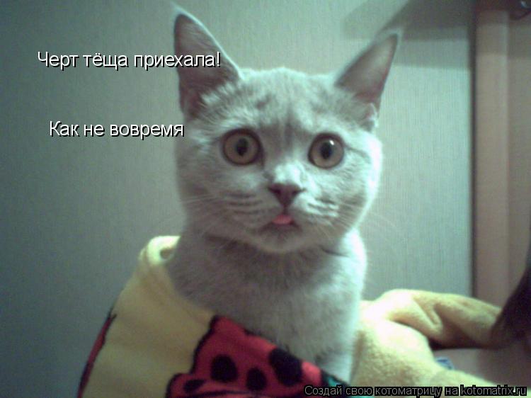 Котоматрица: Черт тёща приехала! Как не вовремя