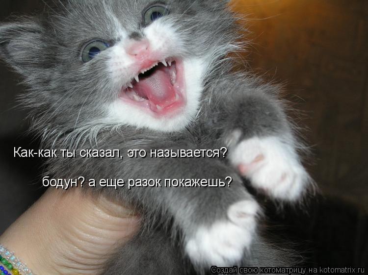 Котоматрица: Как-как ты сказал, это называется?  бодун? а еще разок покажешь?