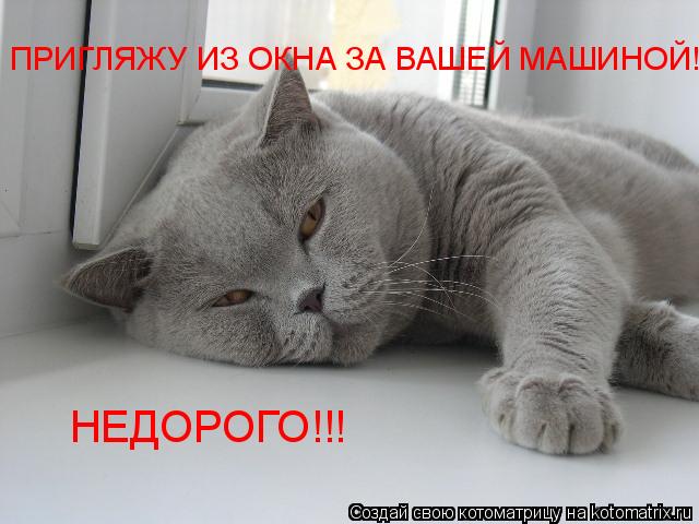 НЕДОРОГО!!! ПРИГЛЯЖУ ИЗ ОКНА ЗА ВАШЕЙ МАШИНОЙ!... Котоматрица: НЕДОРОГО!!! ПРИГЛЯЖУ ИЗ ОКНА ЗА ВАШЕЙ МАШИНОЙ!
