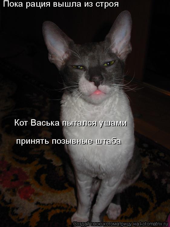 Котоматрица: Пока рация вышла из строя Кот Васька пытался ушами  принять позывные штаба