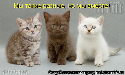 Котоматрица: Мы такие разные, но всё - таки мы вместе! Мы такие разные, но мы вместе!