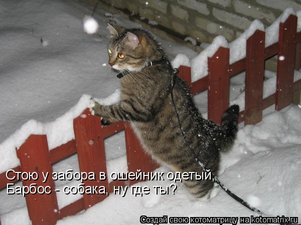 Стою у забора в ошейник одетый, Барбос - собака, ну где ты?... Котоматрица: Стою у забора в ошейник одетый, Барбос - собака, ну где ты?