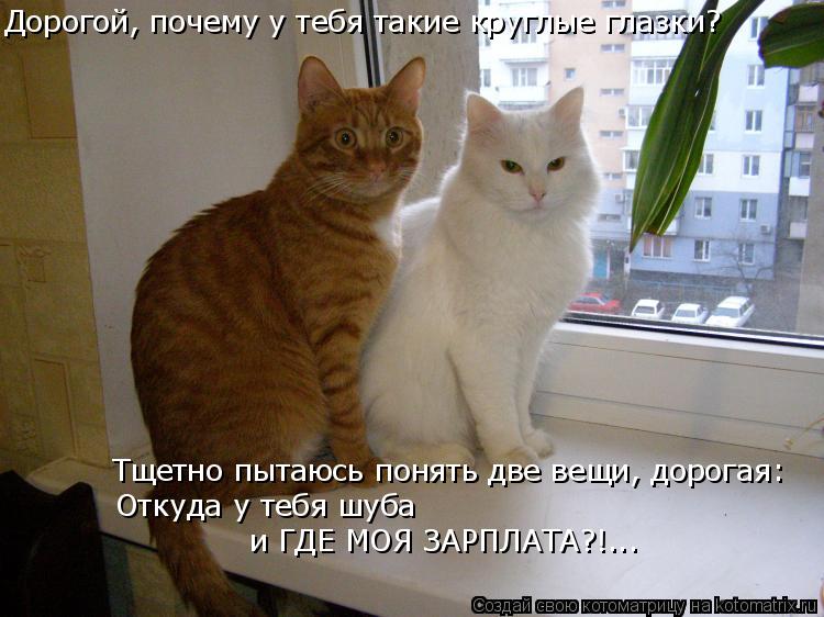 Котоматрица: Дорогой, почему у тебя такие круглые глазки?  Тщетно пытаюсь понять две вещи, дорогая:  Откуда у тебя шуба и ГДЕ МОЯ ЗАРПЛАТА?!...