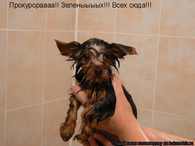 Котоматрица: Прокурораааа!! Зеленыыыых!!! Всех сюда!!!