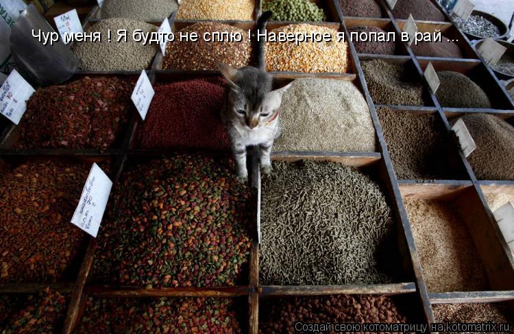 Чур меня ! Я будто не сплю ! Наверное я попал в рай ...... Котоматрица: Чур меня ! Я будто не сплю ! Наверное я попал в рай ...