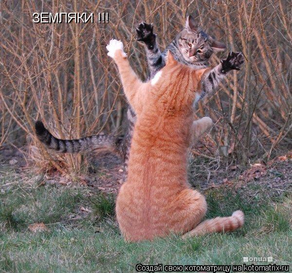 ЗЕМЛЯКИ !!!... Котоматрица: ЗЕМЛЯКИ !!!