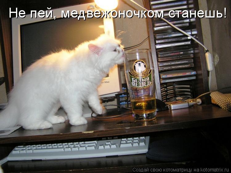 Не пей, медвежоночком станешь!... Котоматрица: Не пей, медвежоночком станешь!