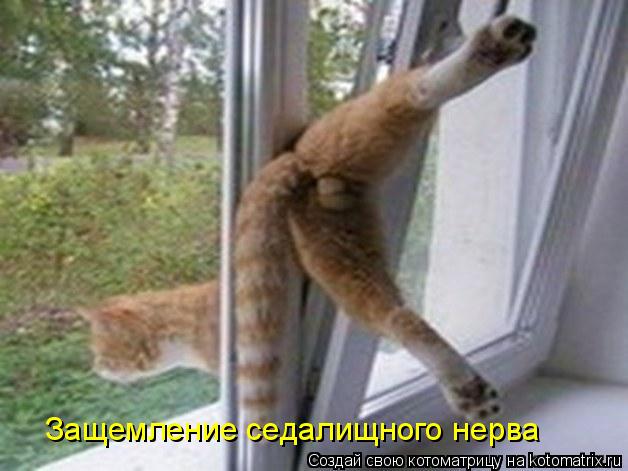 Котоматрица: Защемление седалищного нерва