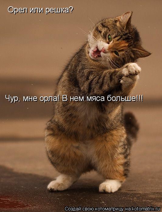 Котоматрица: Орел или решка? Чур, мне орла! В нем мяса больше!!!