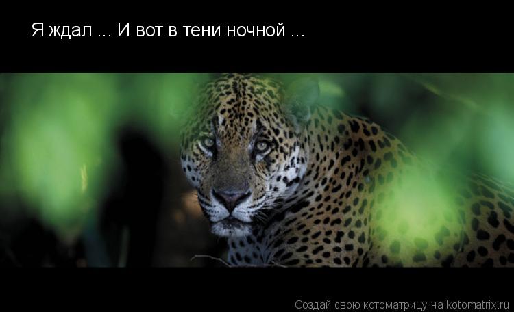 Котоматрица: Я ждал ... И вот в тени ночной ...