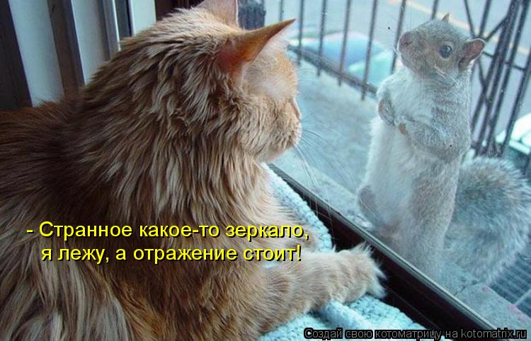 Котоматрица: - Странное какое-то зеркало, я лежу, а отражение стоит!