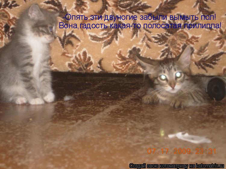 Котоматрица: -Опять эти двуногие забыли вымыть пол! Вона,гадость какая-то полосатая прилипла!