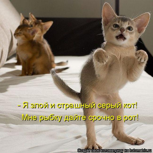 Котоматрица: - Я злой и страшный серый кот! Мне рыбку дайте срочно в рот!