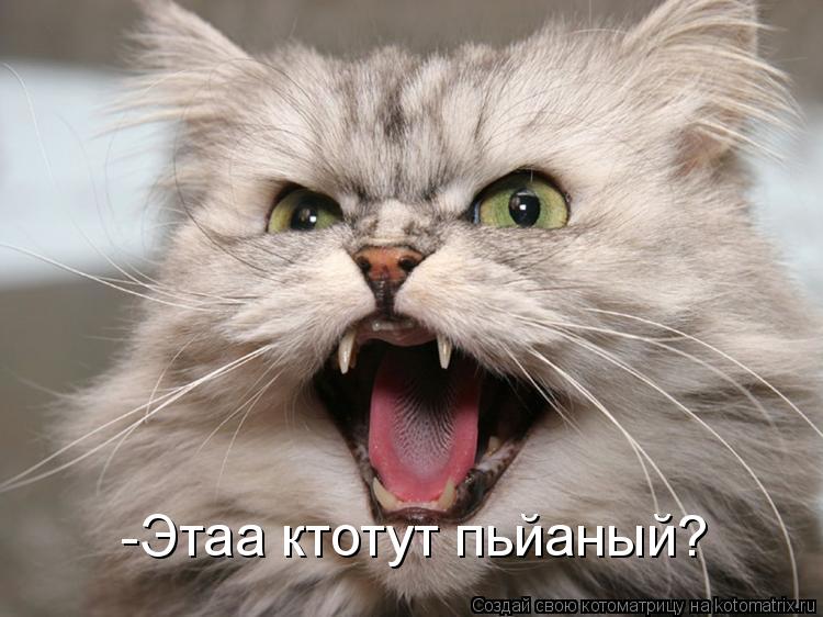 Котоматрица: -Этаа ктотут пьйаный?