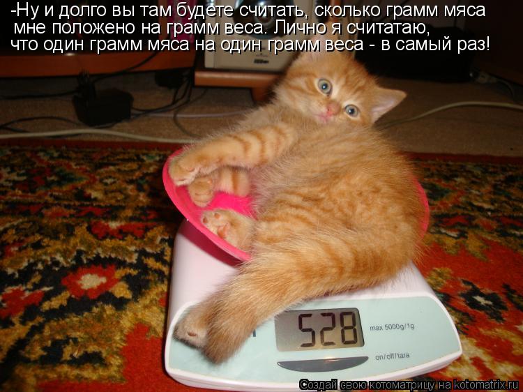 -Ну и долго вы там будете считать, сколько грамм мяса мне положено на грамм веса. Лично я считатаю, ... Котоматрица: -Ну и долго вы там будете считать, сколько грамм мяса мне положено на грамм веса. Лично я считатаю, что один грамм мяса на один грамм веса - в