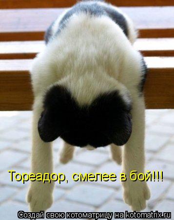 Котоматрица: Тореадор, смелее в бой!!!