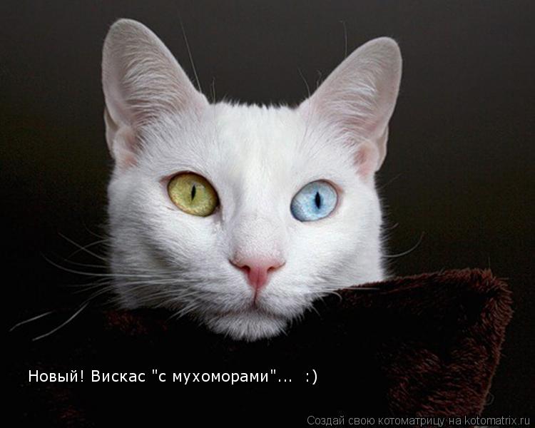 Котоматрица: Новый! Вискас "с мухоморами"...  :)