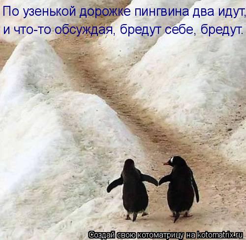 По узенькой дорожке пингвина два идут, и что-то обсуждая, бредут себе, бредут.... Котоматрица: По узенькой дорожке пингвина два идут, и что-то обсуждая, бредут себе, бредут.