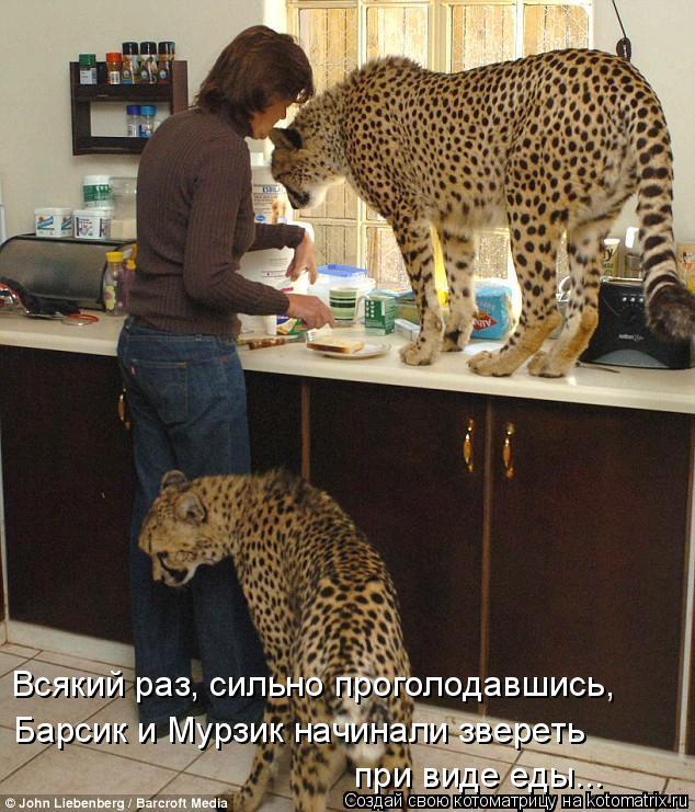 Котоматрица: Всякий раз, сильно проголодавшись,  Барсик и Мурзик начинали звереть при виде еды...