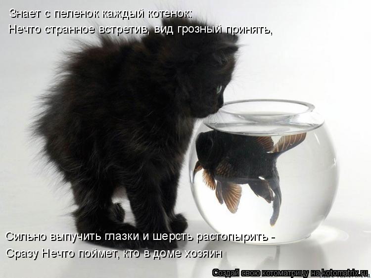 Знает с пеленок каждый котенок: Нечто странное встретив, вид грозный принять, Сильно выпучить глазки ... Котоматрица: Знает с пеленок каждый котенок: Нечто странное встретив, вид грозный принять, Сильно выпучить глазки и шерсть растопырить - Сразу Нечто пой