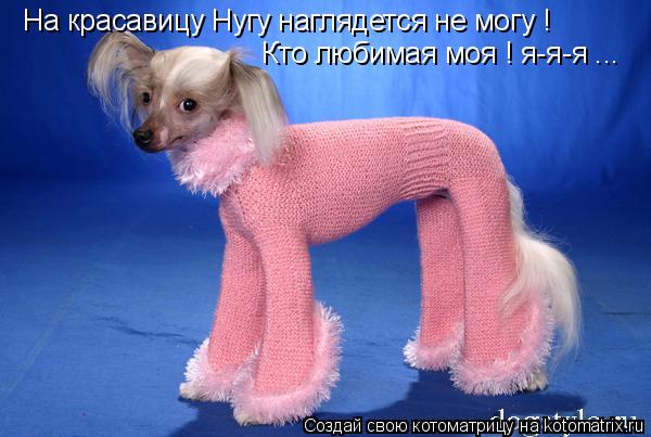 На красавицу Нугу наглядется не могу ! Кто любимая моя ! я-я-я ...... Котоматрица: На красавицу Нугу наглядется не могу ! Кто любимая моя ! я-я-я ...