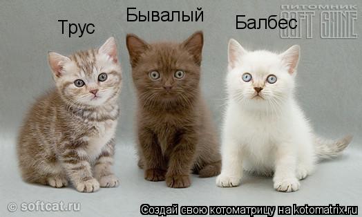 Трус Балбес Бывалый... Котоматрица: Трус Балбес Бывалый