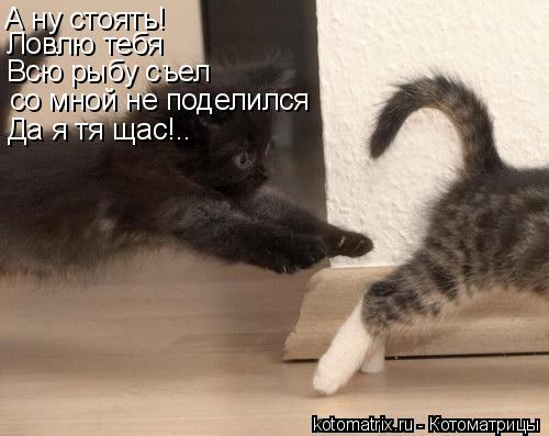 А ну стоять! Ловлю тебя Всю рыбу съел со мной не поделился Да я тя щас!..... Котоматрица: А ну стоять! Ловлю тебя Всю рыбу съел со мной не поделился Да я тя щас!..