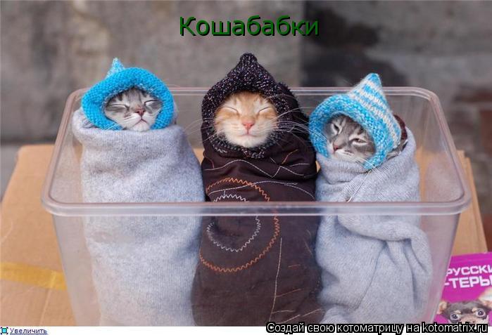 Кошабабки... Котоматрица: Кошабабки