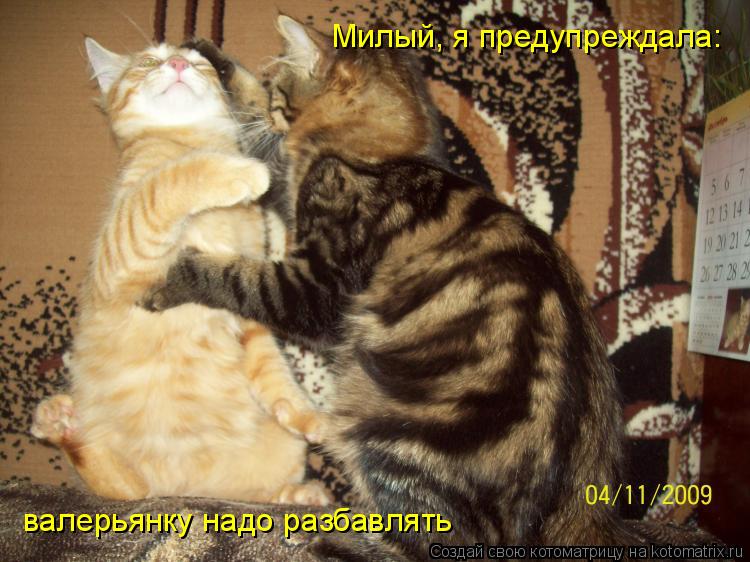 валерьянку надо разбавлять Милый, я предупреждала:... Котоматрица: валерьянку надо разбавлять Милый, я предупреждала: