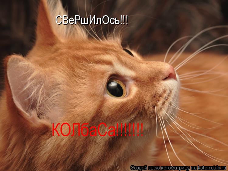 СВеРшИлОсь!!! КОЛбаСа!!!!!!!... Котоматрица: СВеРшИлОсь!!! КОЛбаСа!!!!!!!