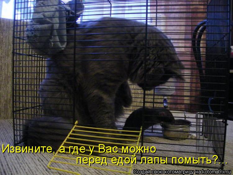 Котоматрица: Извините, а где у Вас можно перед едой лапы помыть?...