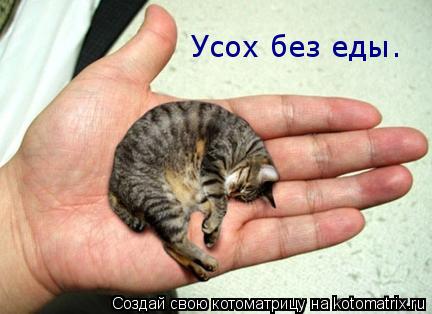 Усох без еды.... Котоматрица: Усох без еды.