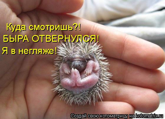 Куда смотришь?! БЫРА ОТВЕРНУЛСЯ! Я в негляже!... Котоматрица: Куда смотришь?! БЫРА ОТВЕРНУЛСЯ! Я в негляже!